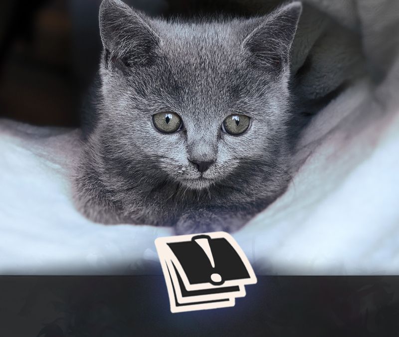 Stubentiger-Spendenaktion ausgewertet: Wie viel hat Landstuhl gesammelt? 